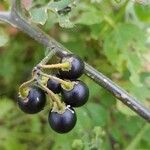 Solanum nigrum Vrucht