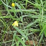 Crepis capillaris Flower