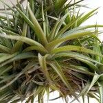 Tillandsia aeranthos 葉