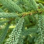 Picea mariana Blatt