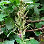 Polypogon viridis Blüte