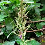 Polypogon viridis Fleur