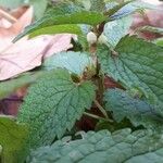 Lamium flexuosum List