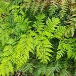 Culcita macrocarpa 葉