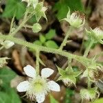 Rubus pallidus Flower