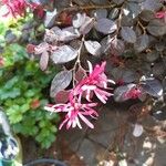 Loropetalum chinenseLorea