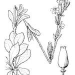 Silene mutabilis Други