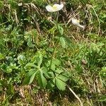 Ranunculus aconitifolius Vekstform