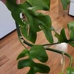 Monstera minima Blatt