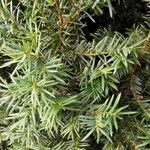 Taxus cuspidata Natur