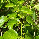 Colubrina asiatica Leaf