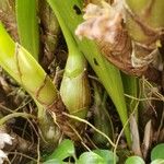 Bryobium hyacinthoides Övriga