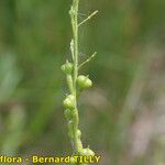 Myagrum perfoliatum Fruit