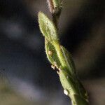 Linaria arenaria List