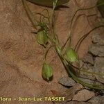 Dioscorea chouardii Frucht