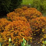 Spiraea cantoniensis Buveinė