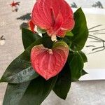 Anthurium scherzerianum Fleur