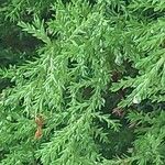 Hesperocyparis macrocarpa Blad