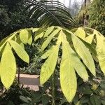 Amorphophallus titanum Folla