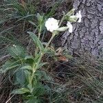 Silene latifoliaFlor