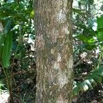 Rauvolfia paraensis 树皮