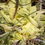 Pinguicula vulgaris পাতা