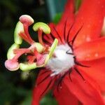 Passiflora miniata Virág