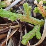 Selaginella denticulata অভ্যাস