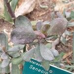 Senecio decaryi Hoja