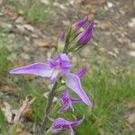 Cephalanthera rubra Corteza