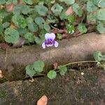Viola hederacea 花