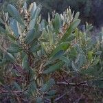 Acacia redolens موطن