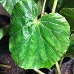 Begonia chitoensis Hoja