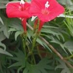 Ipomoea x multifida 花