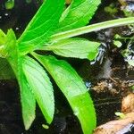 Scrophularia oblongifolia Blad