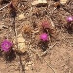 Cirsium acaulon अन्य