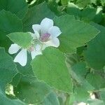 Althaea officinalisFlower