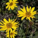 Helianthus gracilentus Çiçek