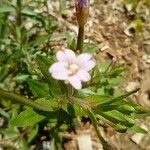 Epilobium roseum Цветок