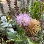 Cirsium altissimum Цветок