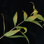 Polygonatum singalilense