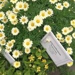 Argyranthemum frutescensFlors