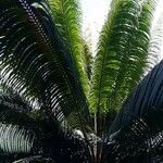 Cycas circinalis Folha