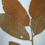 Couepia magnoliifolia Muu