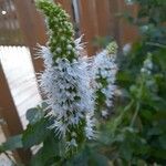 Mentha suaveolensFlower