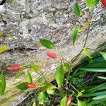 Capsicum baccatum Fruit