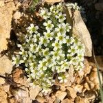 Saxifraga muscoides Fula
