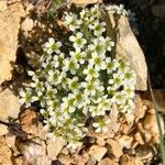 Saxifraga muscoides Bloem