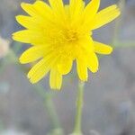 Launaea mucronata Květ