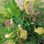 Aristolochia fontanesii Kvet